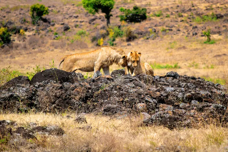 watching lions play on safari in Ngorongoro Safari, Tanzania