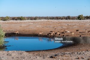 A group of Impalas  -Aepyceros melampus- drinking from a waterhole in Etosha National Park, Namibia.