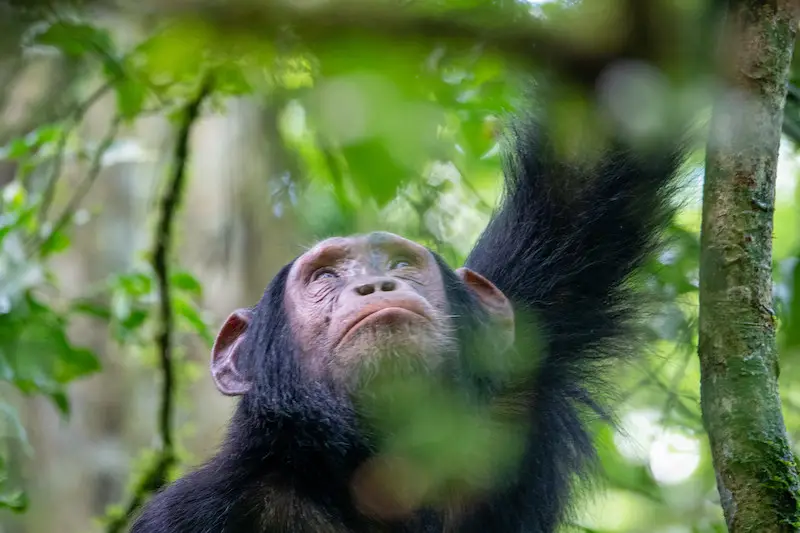 seeing chimps for the first time n a chimpanzee tracking safari in Gombe Stream National Park, Tanzania