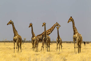 Giraffes at the rolling savannah, Etosha National Park, Namibia