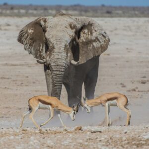 namibia-etosha-antelope-elephant-fight-1-1-md