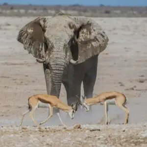 anteloppe and elephant in Namibia. Top Namibia Travel Guide