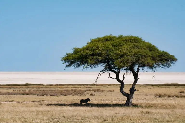 namibia etosha og