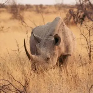 rhino on etosha np in namibia. namibia safaris are incredible!