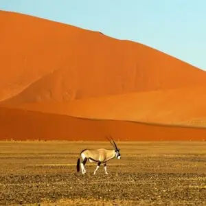 An Oryx in Namibia