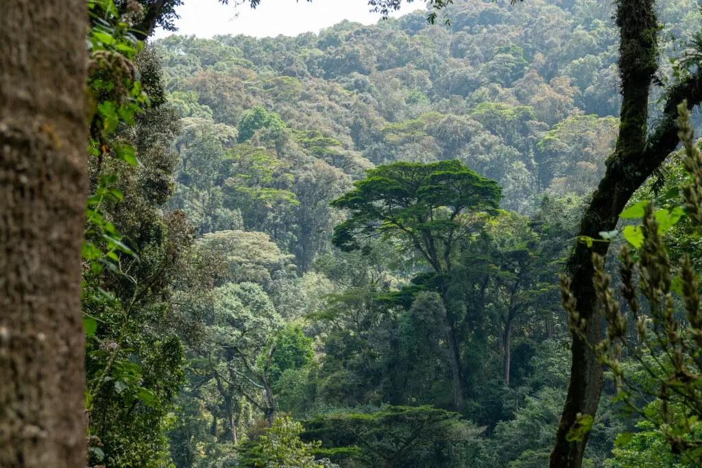 Kids on Gorilla trekking. The very dense Bwindi Impenetrable Forest, Uganda