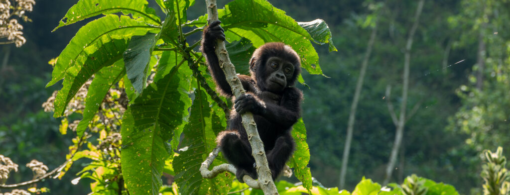 A baby gorilla hangs on a tree branch at Bwindi Forest, Uganda