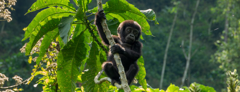 A baby gorilla hangs on a tree branch at Bwindi Forest, Uganda