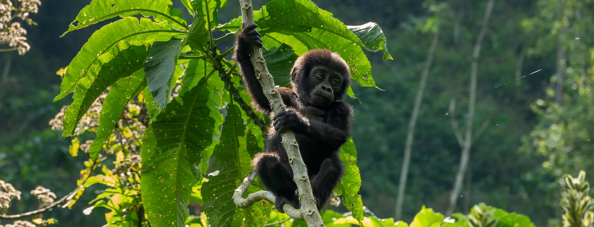 A baby gorilla hangs on a tree branch at Bwindi Forest, Uganda