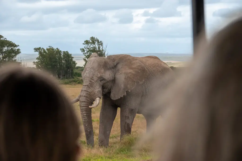 Elephant at Garden Route Game Reserve, South Africa