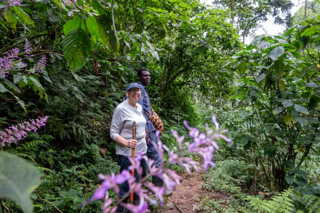 Gorilla Trekking at Bwindi Impenetrable forest in Uganda, Africa
