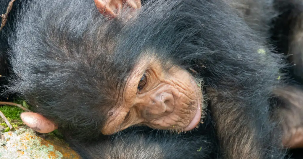 Chimp