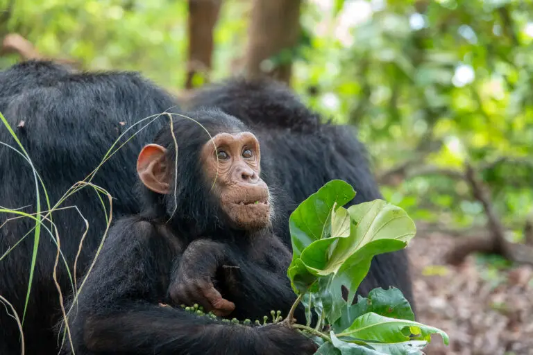A chimp inside Gombe National Park, Tanzania
