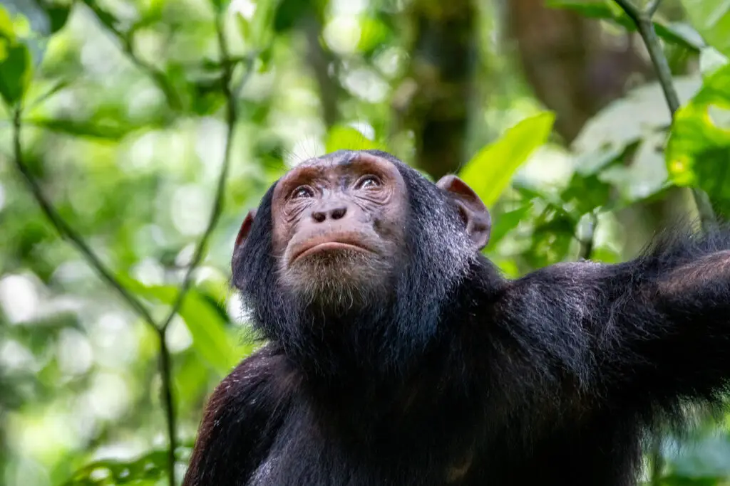A chimp inside Kibale National park in Uganda