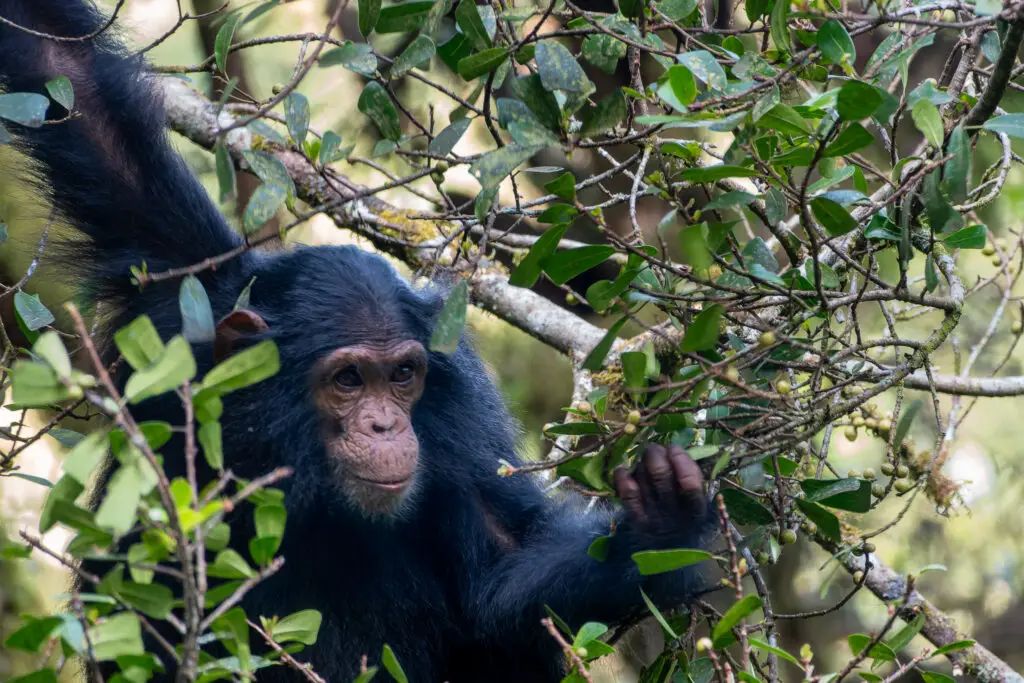 A chimp inside Nyungwe National Park, Rwanda