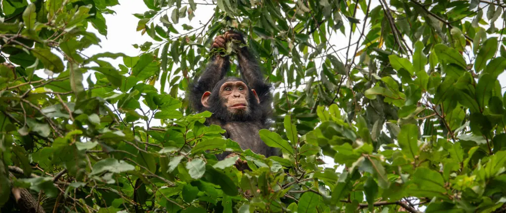 Chimp at Gombe National Park, Tanzania
