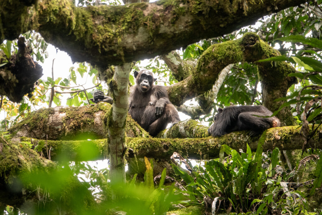 Chimps trekking at Kibale, Uganda
