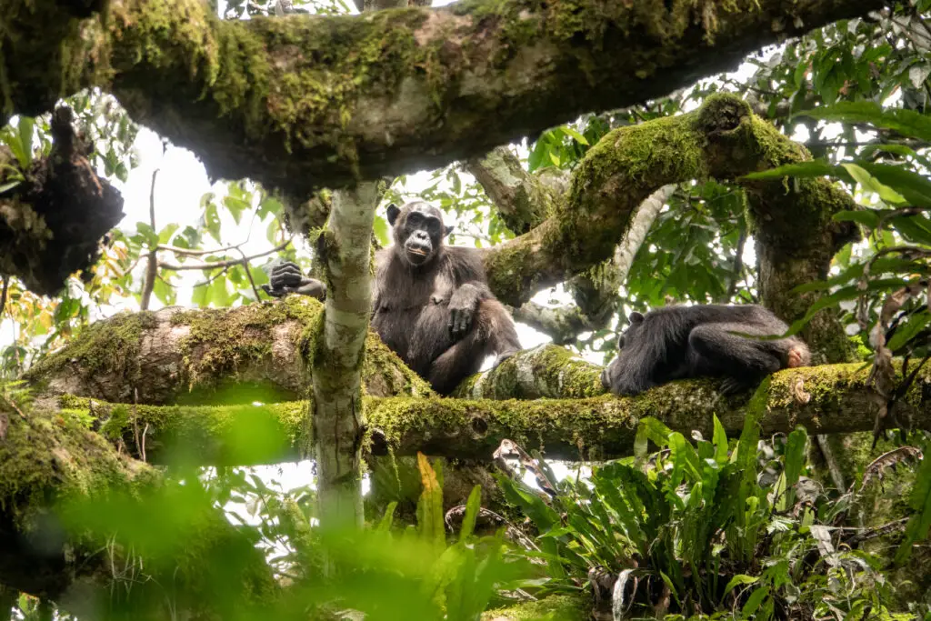 Chimps trekking at Kibale, Uganda