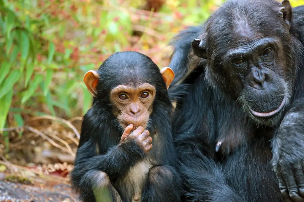 Chimps at mahale, Tanzania