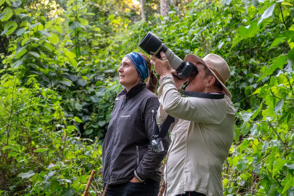 Chimps Nyungwe
