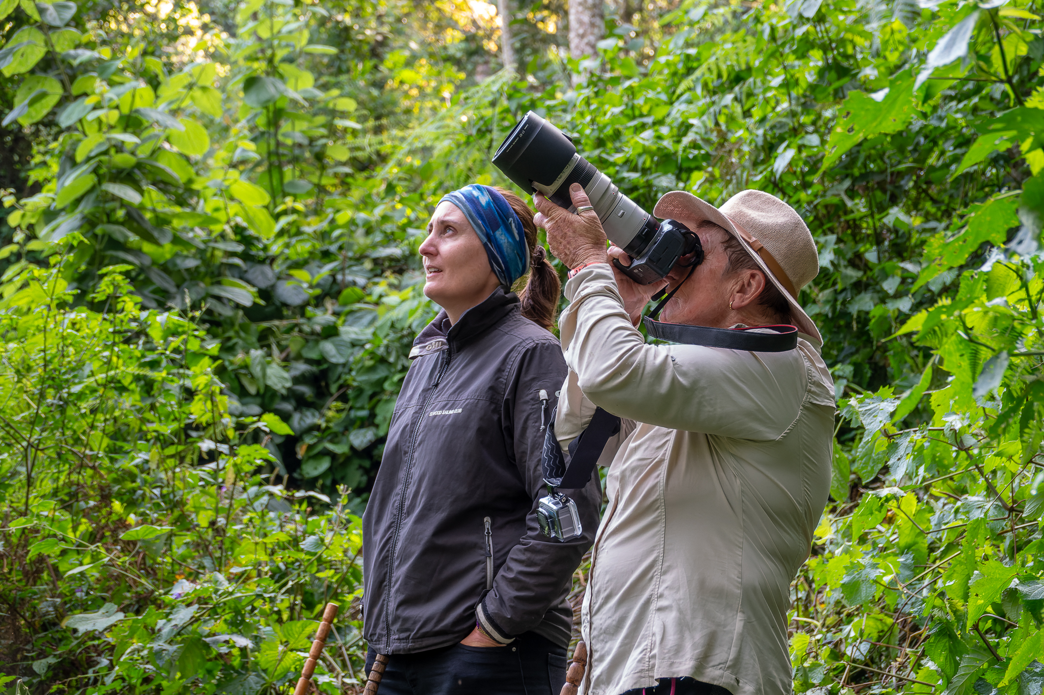 Chimp trekking in Nyungwe, Rwanda