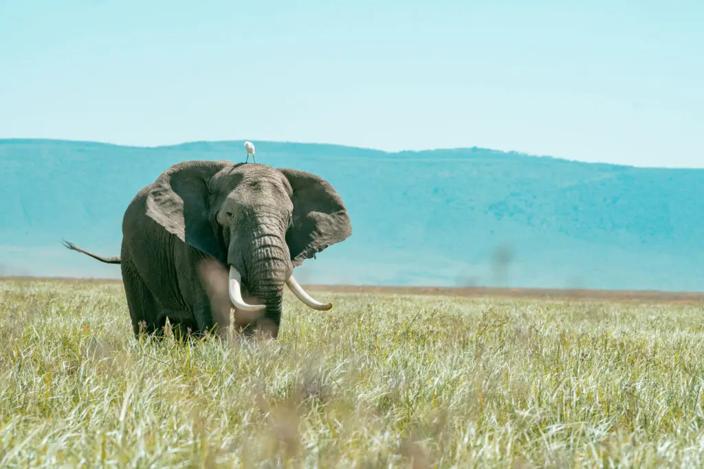 An elephant majestically graces the Serengeti national Park, Tanzania. African Safari Tours