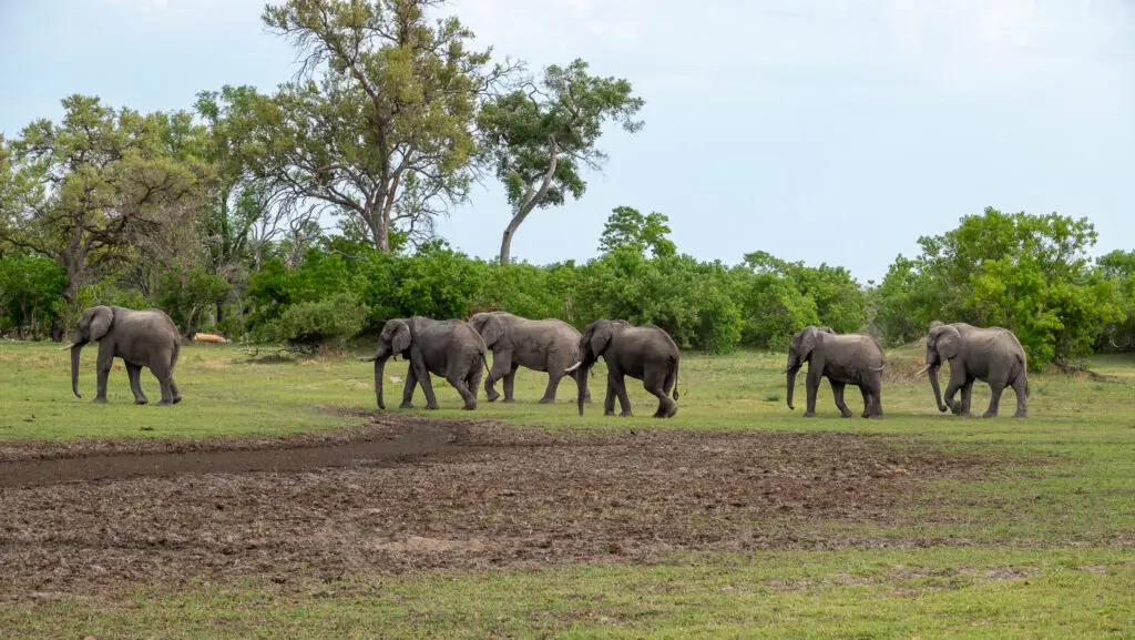 Elephants roam freely in the Okavango Delta, Botswana.