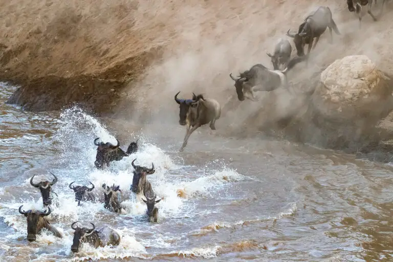 Great Migration-Masaai mara, Kenya