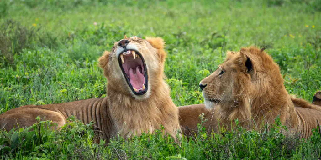 Lions are a familiar siting when looking for the big 5 in the maasai mara of Kenya, Africa
