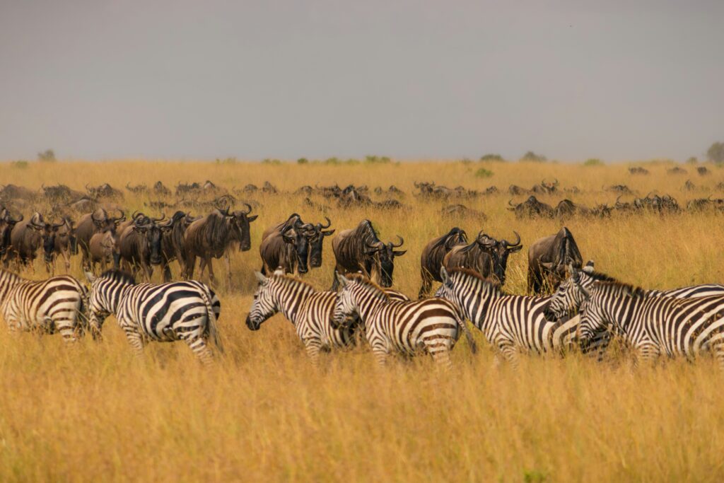 The Great Migration happens in seasons, it is not a one time occurrence