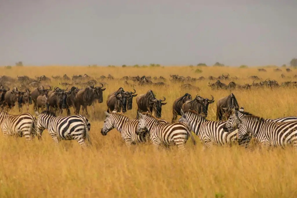 The Great Migration happens in seasons, it is not a one time occurrence
