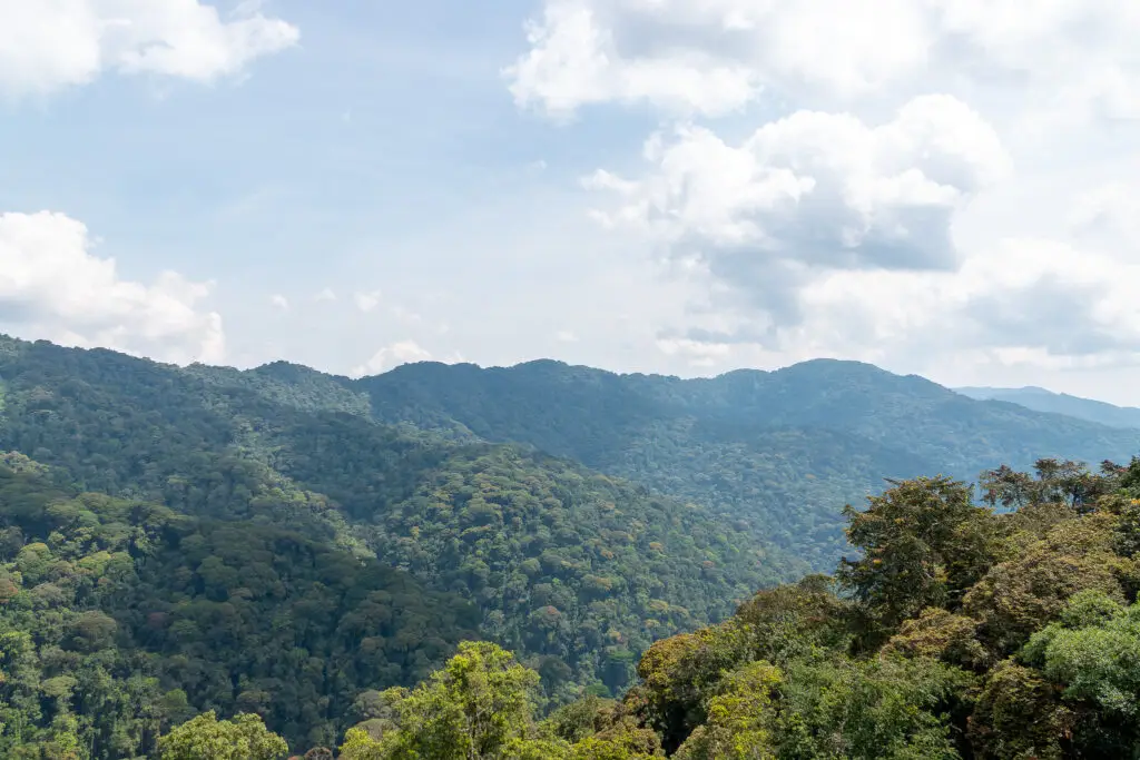 Nyungwe National park in Rwanda is home to over 400 chimps