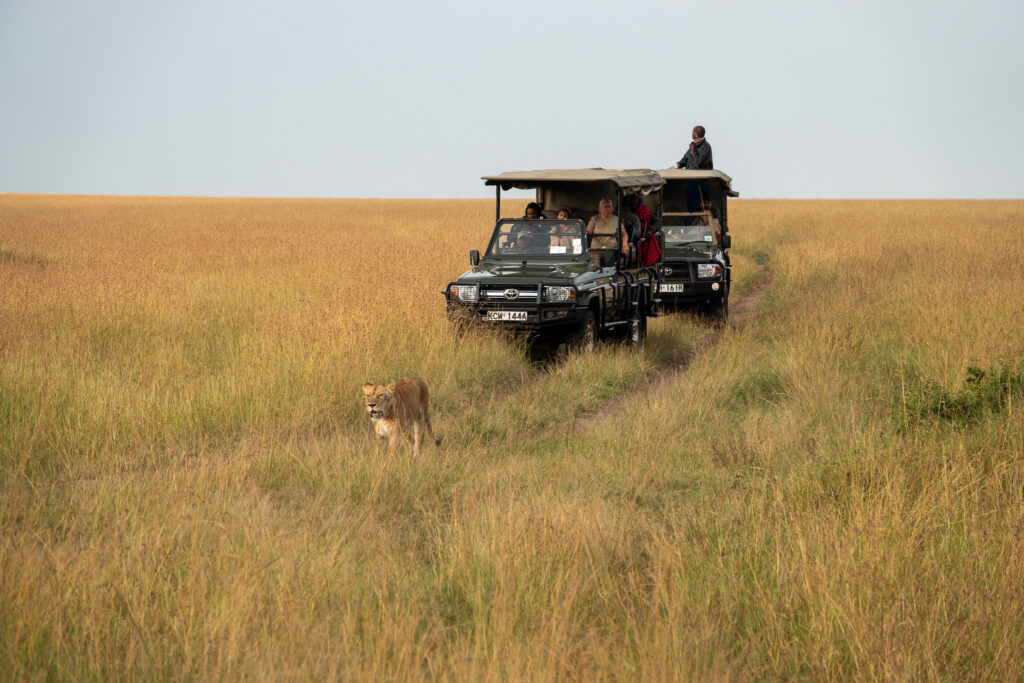 A safari jeep tracks slowly behind a lioness in the Maasai Mara Safari, Kenya