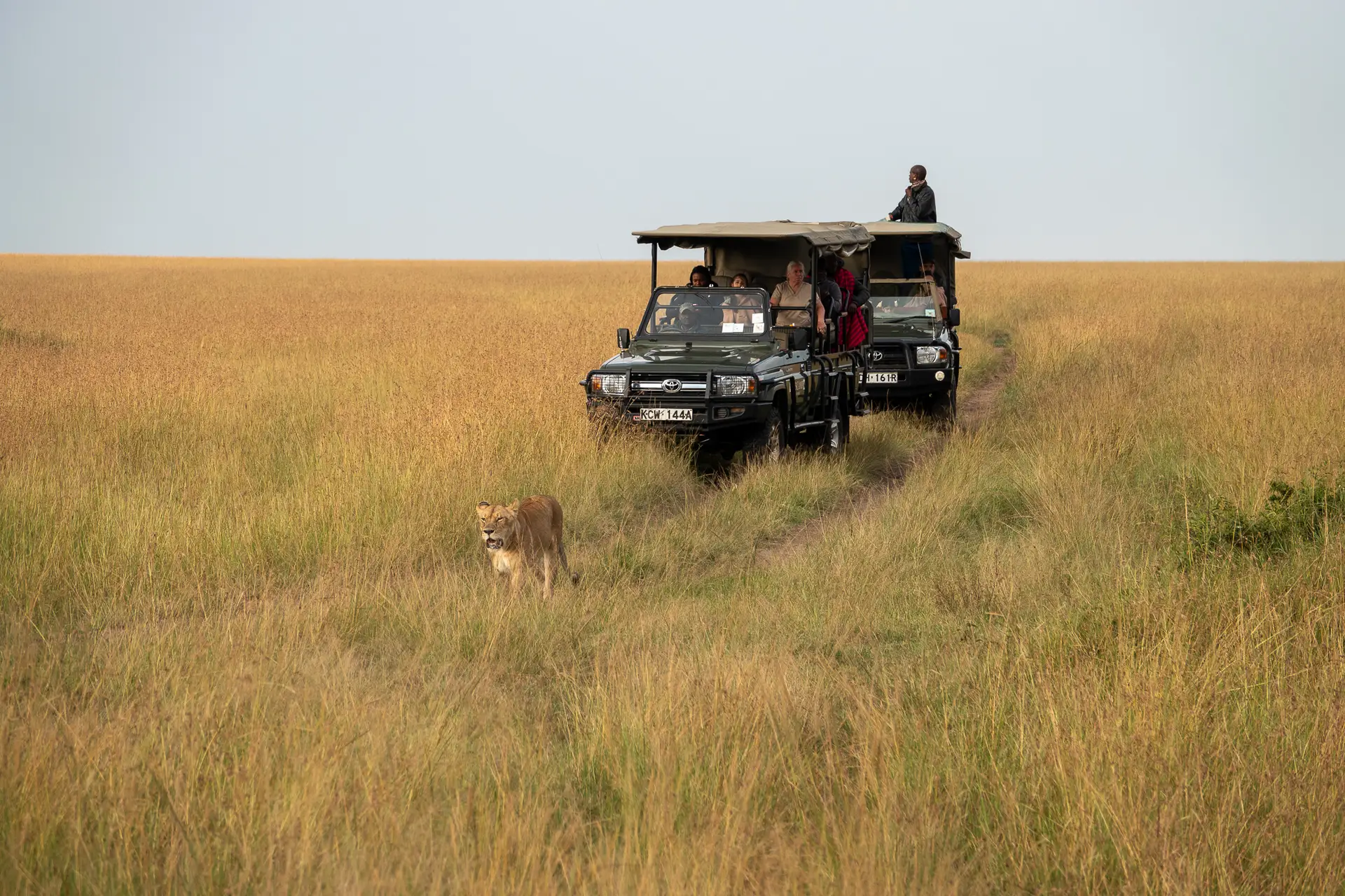 A safari jeep tracks slowly behind a lioness in the Maasai Mara Safari, Kenya