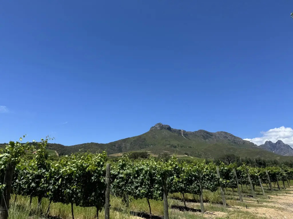 Stellenbosch,western Cape province- South Africa