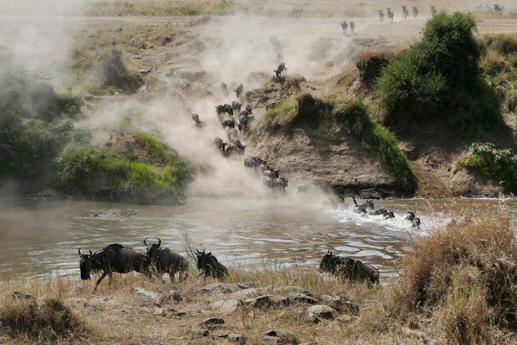 River crossing during the great migration- Maasai Mara, Kenya