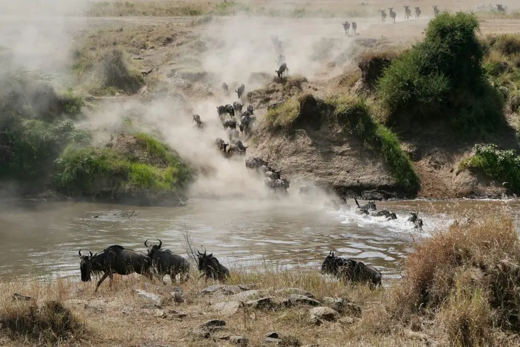 River crossing during the great migration- Maasai Mara, Kenya. Travel bucket list
