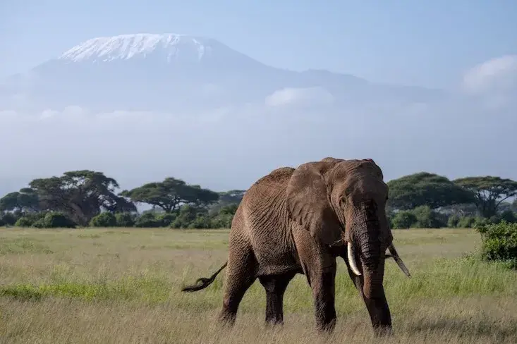 amboseli_elephant_kilimanjaro