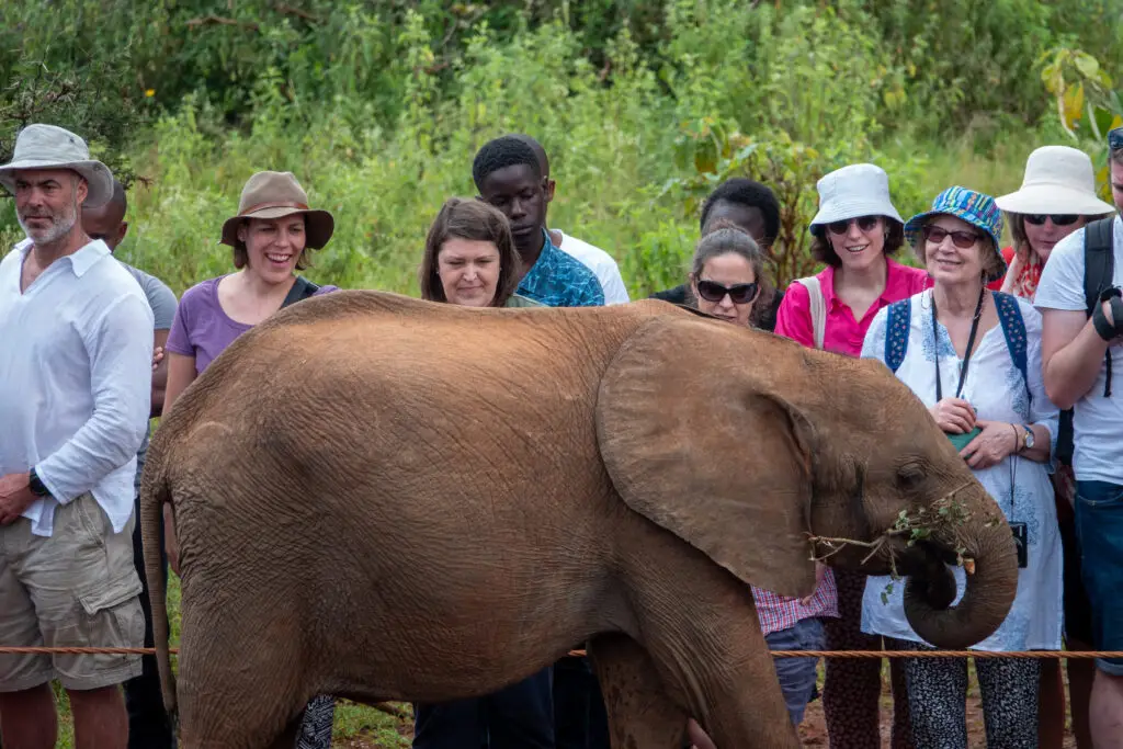 David Sheldrick Wildlife Trust, Nairobi