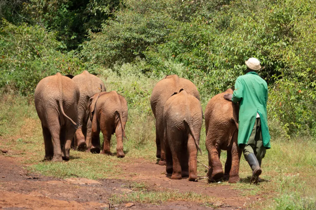 Elephant Orphanage Nairobi Kenya