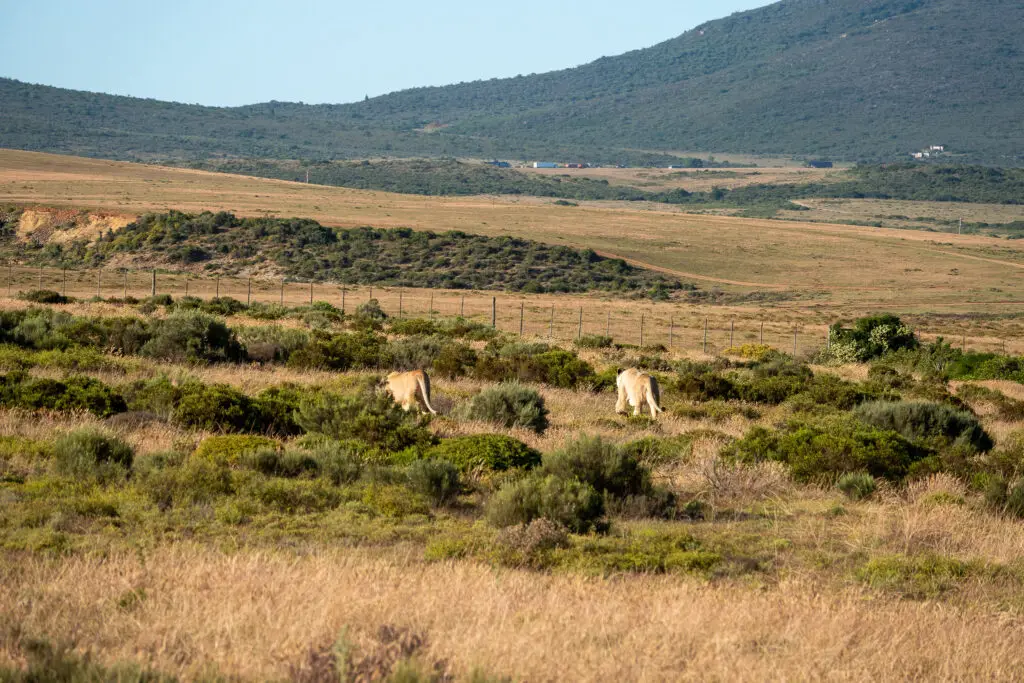 Best safari parks in South Africa
