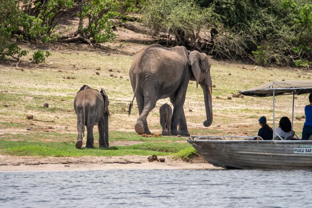 Chobe river safari is one of the best wildlife experiences in Africa