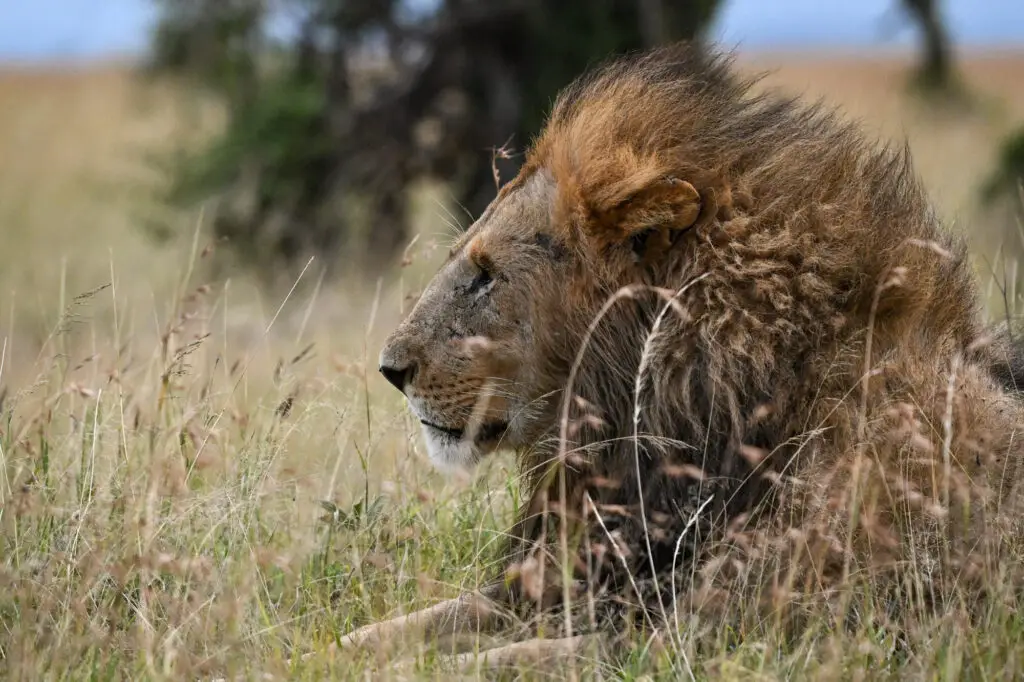 Male lion on the Northern Circuit Safari, Tanzania