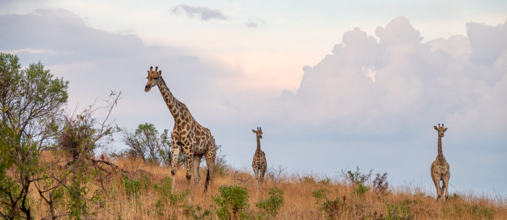 Giraffes towering over the savannah at Pilanesberg National Park, South Africa, during a classic African safari experience.