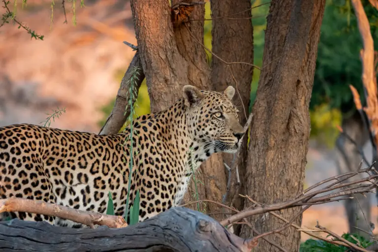 leopard_mababe