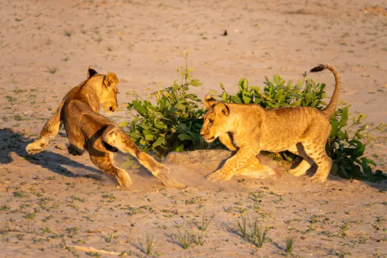 Lions Cubs on in the Serengeti on a Northern Circuit Safari