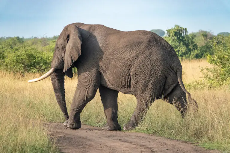 Large female elephant crossing the road in the Serengeti