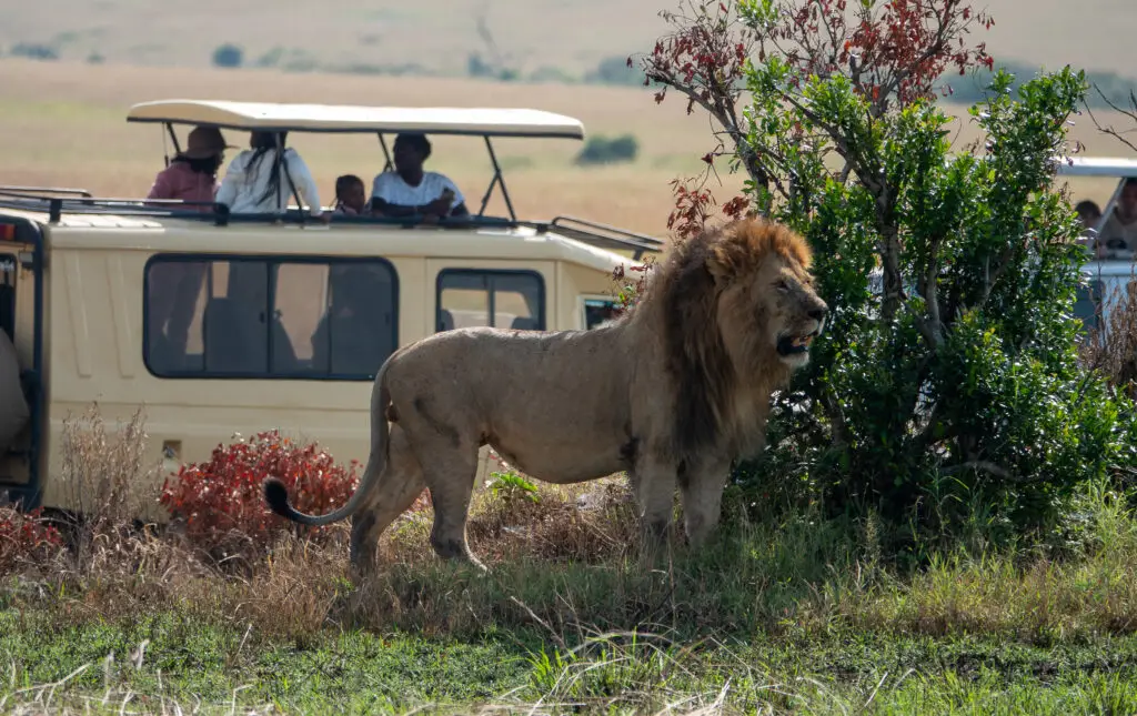 Safari vehicle types