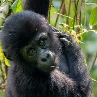 Baby Gorrila
