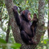 Chimp -Gombe